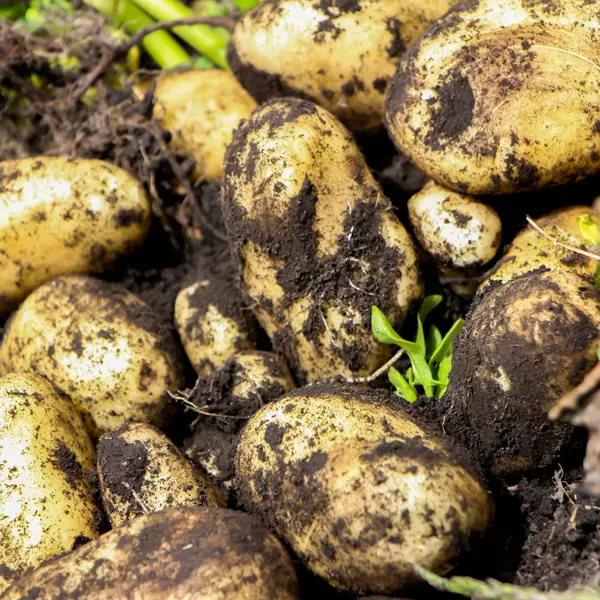 Patatas recién sacadas de la tierra